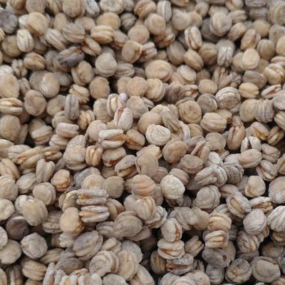 Semena ženšenu Gaegap, semena ženšenu kafrového, divoký ženšen, sazenice divokého ženšenu, 500g, 500g, 1 kus