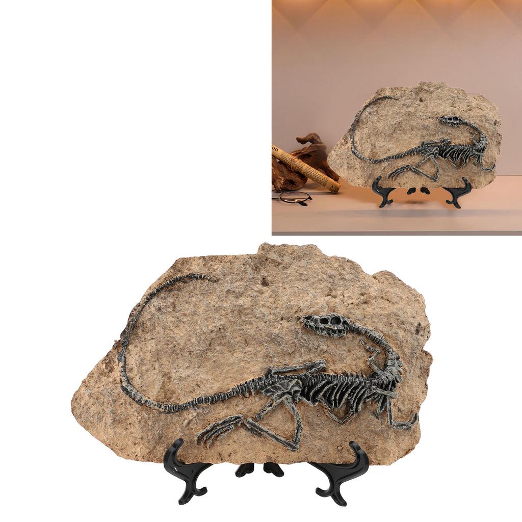 Dinosaur Fossil Statue 29x20.5x11.5cm Simulated Resin Dinosaur Skeleton Fossil Model for Home Study 