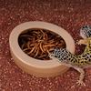 Reptile Bowl Food Dish Feeding Aquarium Accessories for Frog Turtle