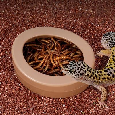 Reptile Bowl Food Dish Feeding Aquarium Accessories for Frog Turtle