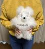 [USED] Alpaca Teddy Bear, 100% Baby Alpaca, Medium Size