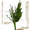 A&K Sakaki Kiwami, a Budget-friendly, Large, Extra-thick Sakaki Tree. Made with Fresh, Domestically Grown, Natural Sakaki Leaves. Heat-resistant,