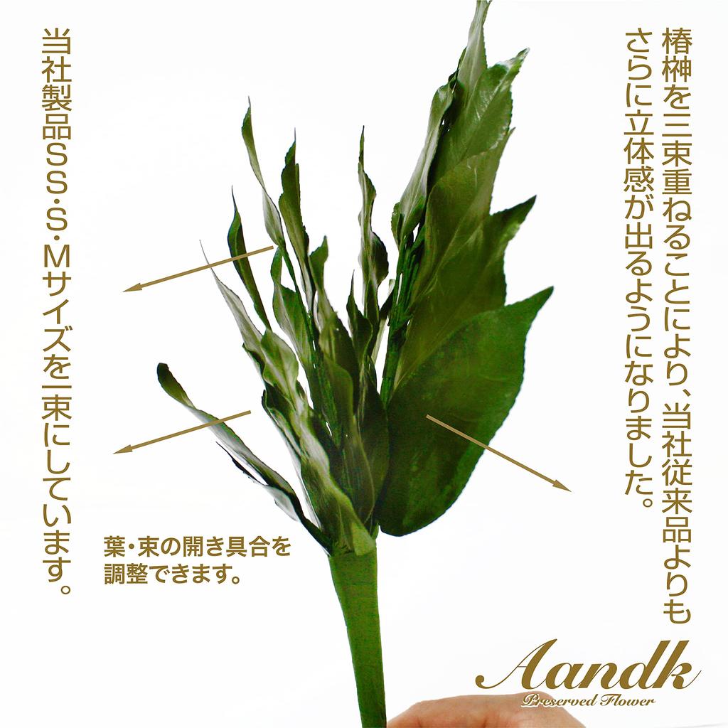 A&K Sakaki Kiwami, a Budget-friendly, Large, Extra-thick Sakaki Tree. Made with Fresh, Domestically Grown, Natural Sakaki Leaves. Heat-resistant,