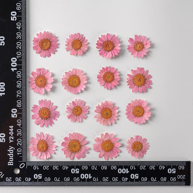 12 PCS/Set Pressed Dried Flowers for Scrapbooks Making Natural Flower For Epoxy Resin Pendant Necklace Jewelry Making Craft