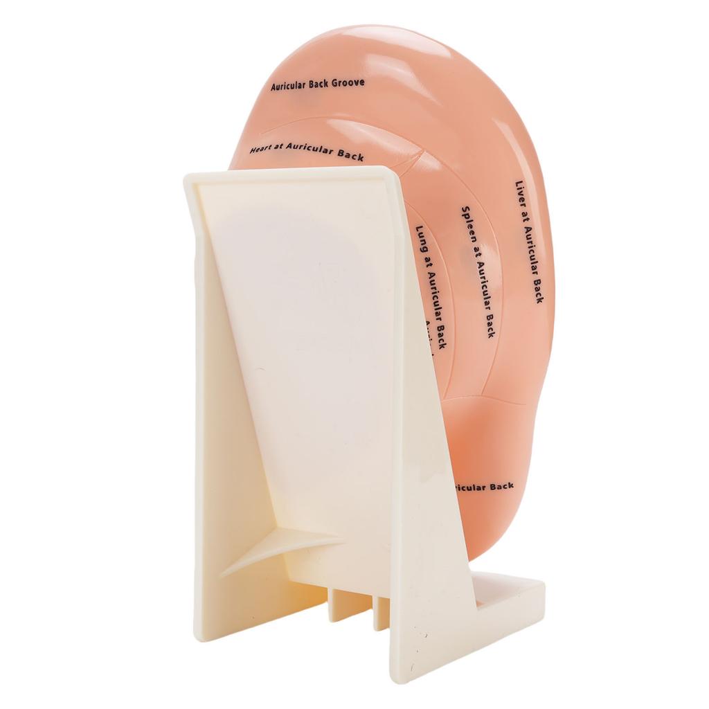 Model Punct Acupunctură Ureche Instrument Educațional Consumabile Laborator Model Masaj Zona Urechii cu Suport