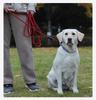 YYKSYDPT Long Leash Ideal for Large and Medium Long Dog Leash with Comfortable Handle and Reflective Strips 20m, Dogs, Tangle-Free (Black, 20M)