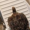 Reptile – Terarii pentru reptile