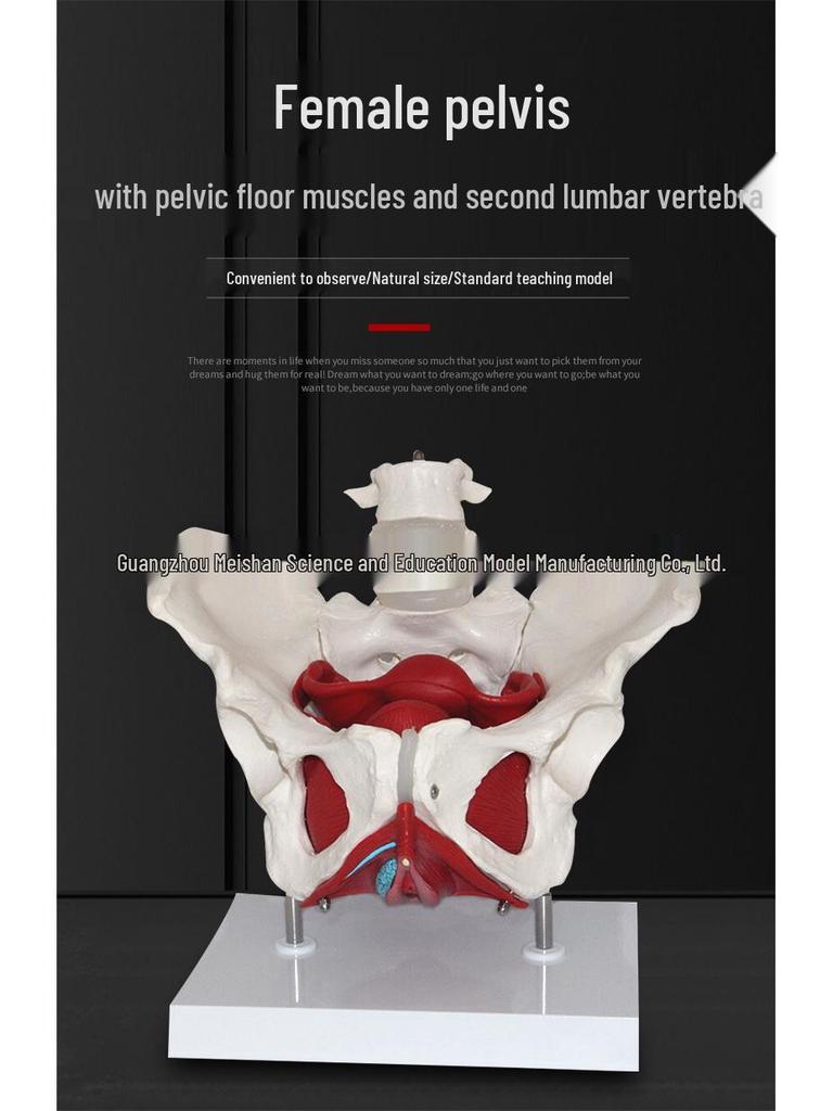 Female Pelvic Muscle and Pelvic Floor Model for Midwifery and Childbirth Education
