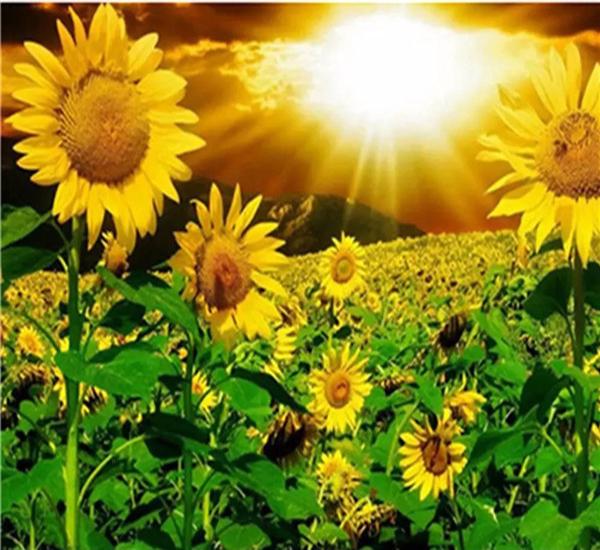 RUOPOTY Picture By Numbers Sunflower Flower Wall Art Unique Gift HandPainted Paint By Number Butterfly Decoration