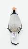 BH7248 HANSA Java Sparrow 13