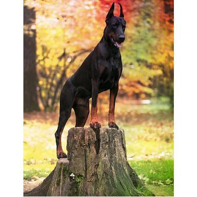 dirt customs doberman