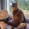 Cleo Heather Windowsill 50 X 20 X 3
