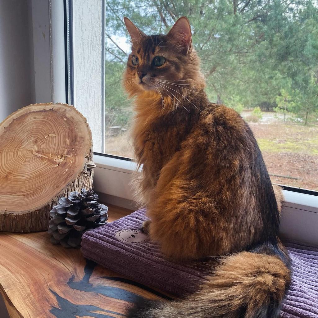 Cleo Heather Windowsill 50 X 20 X 3