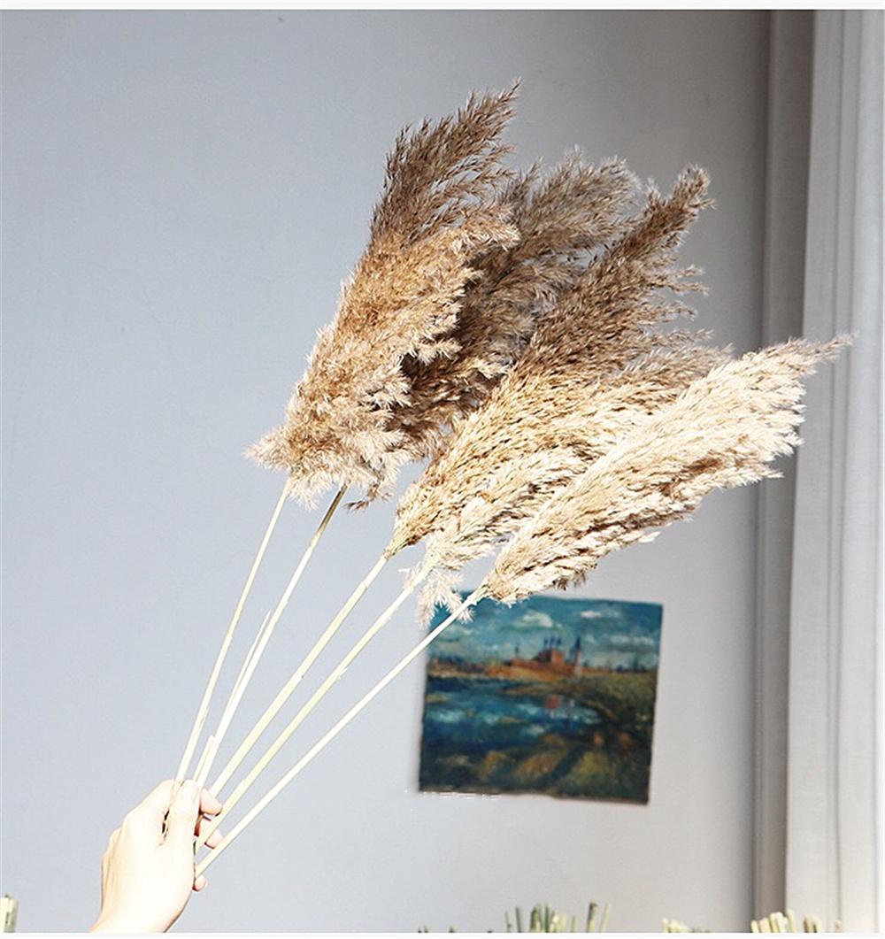 

10/20 шт. Натуральный Настоящий Сушеный Букет Пампасной Травы Пушистое Перо Свадьба Специальный Цветок Церемония Украшение Современное Домашнее Украшение 10 Pcs