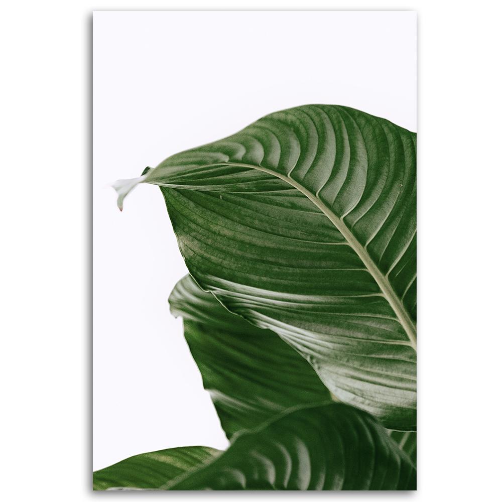Canvas Print, Green Leaf Nature Botany