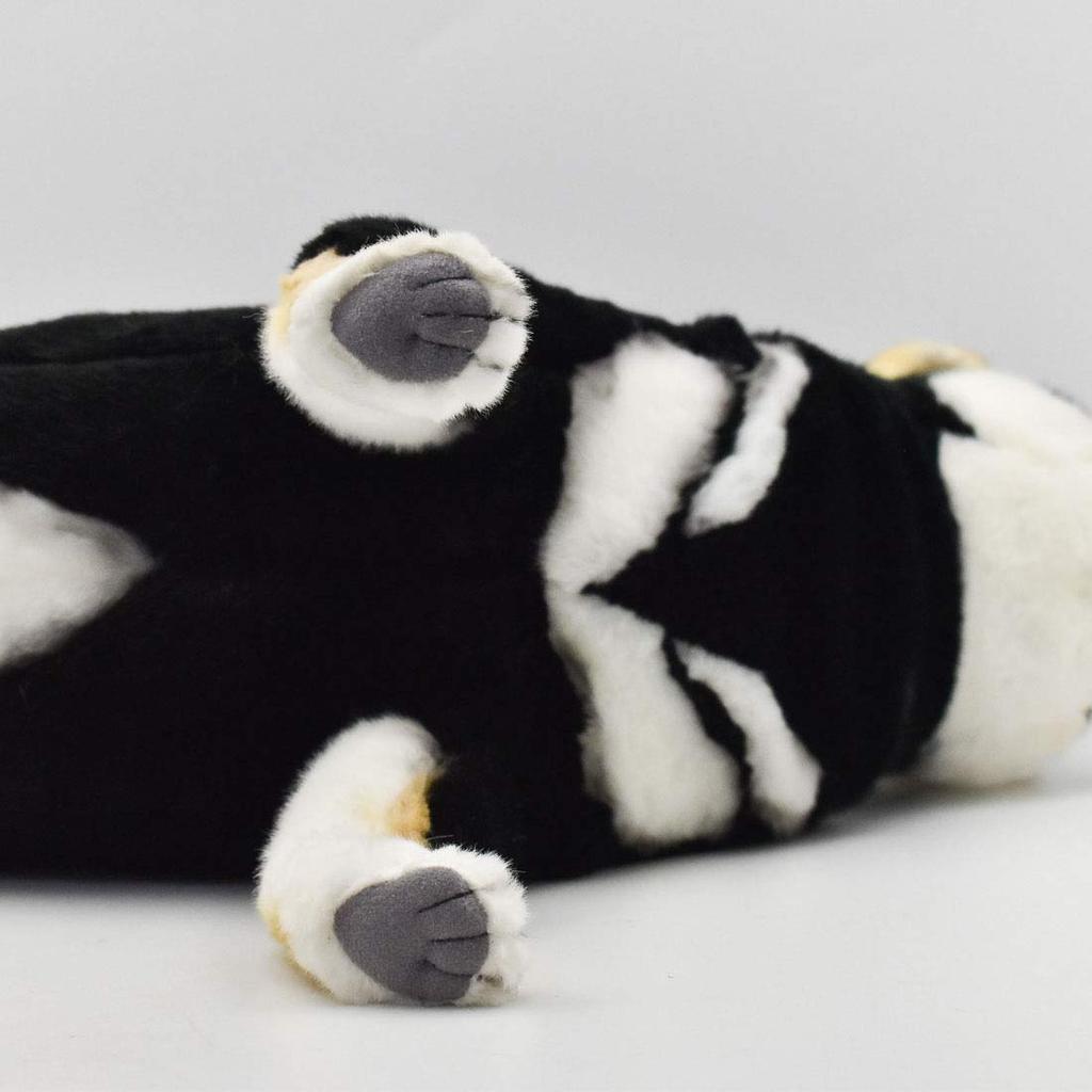 BH7242 HANSA Black Shiba 50