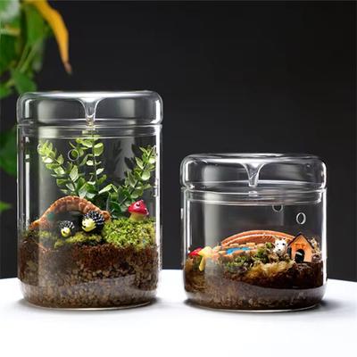 Garrafas de vidro Criatividade Coleção Dew Vaso de vidro Micro Paisagem Suculenta Musgo Paisagem Terrário de vidro Decoração para casa