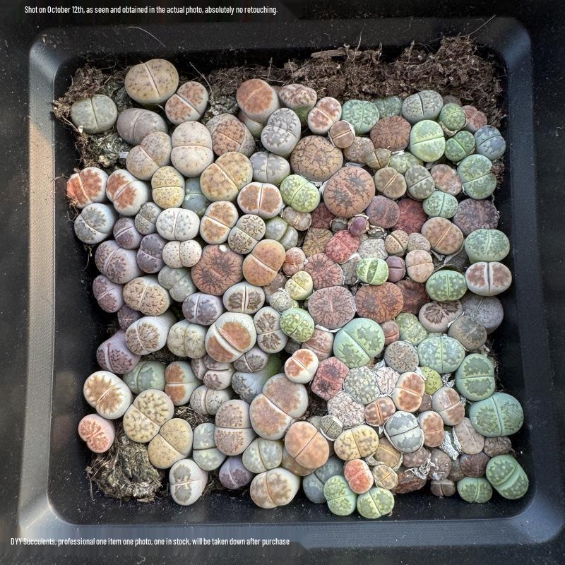 Rare Lithops Succulent Pot: Diverse Colors & Varieties