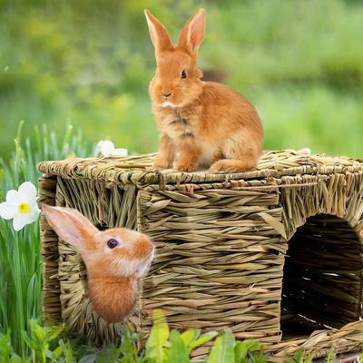 Tierbedarf – Nagetiere
