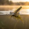 7cm Soft Plastic Fishing with Tail, Flat Soft for and Trout
