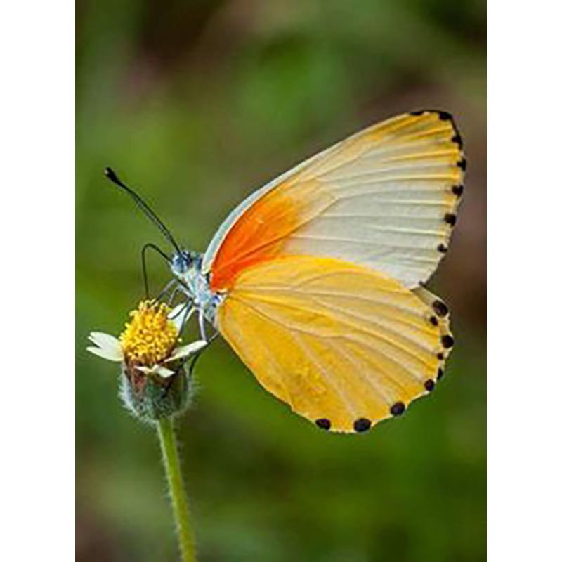 5D DIY Diamond Painting Butterfly Cross Stitch Kit Full Round Drill Embroidery Animal Mosaic Home Decor Kit Wall Art Gift