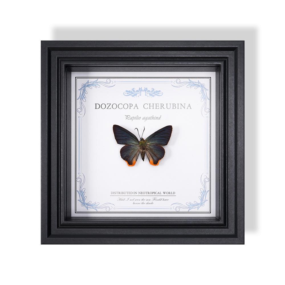Wall-Mounted Butterfly Specimen Photo Frame: Home Decor & Gift for Valentine's Day, Qixi, Birthday, Couples & Insect Lovers