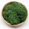 Decor Christmas Wedding Decoration Artificial Plant Reindeer Moss Micro Landscape Eternal Life Moss