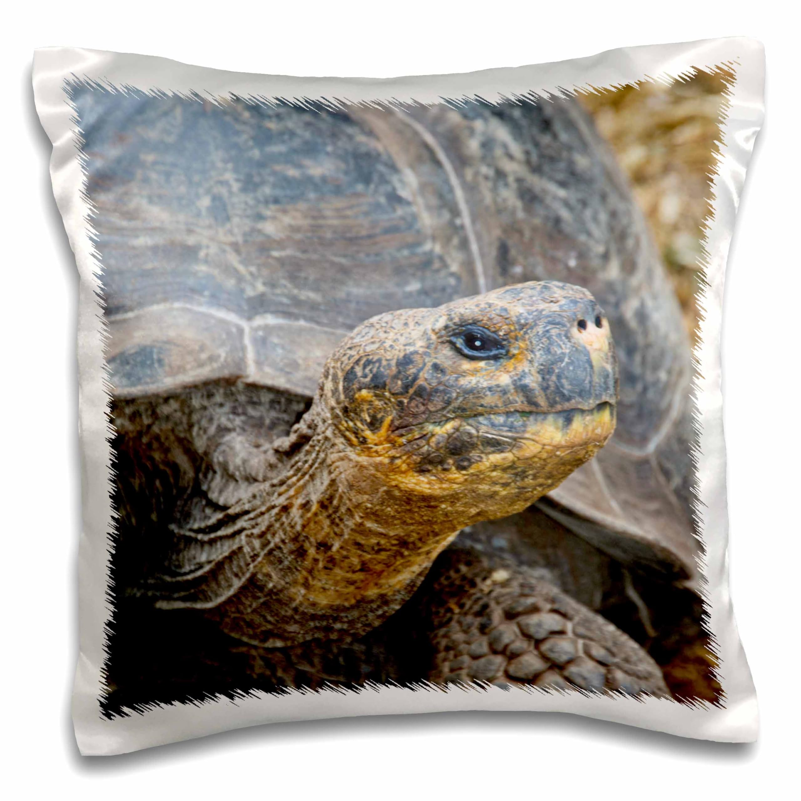 

3dRose pc_85997_1 Гигантская черепаха и морская раковина, Галапагосы, Эквадор SA07 BBA0017 - Билл Бахманн - Наволочка 16 x 16 дюймов