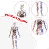 Human Body Model for Kids Figure Halloween 3D Educational Toys Organs Interactive Science Boys and