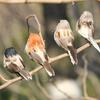 1 Pcs Foam Feather Artificial Birds Vividly Sparrow Emulation Decoration Tree Robin Home Outdoor Yard Ornaments Randomly Colour