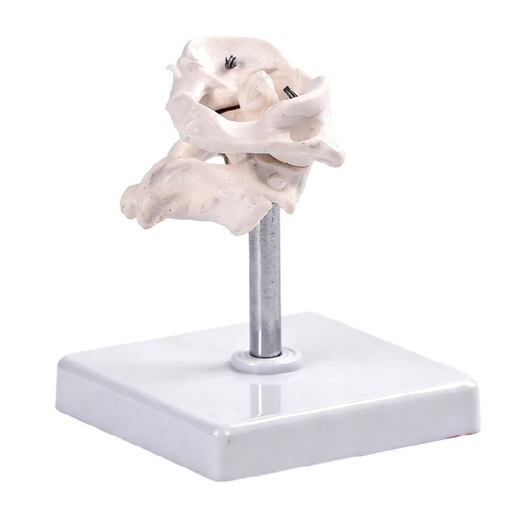 Accurate Human Occipital Bone Model For Clinical Training Features Rotation Capability And Quality PVC For Durability
