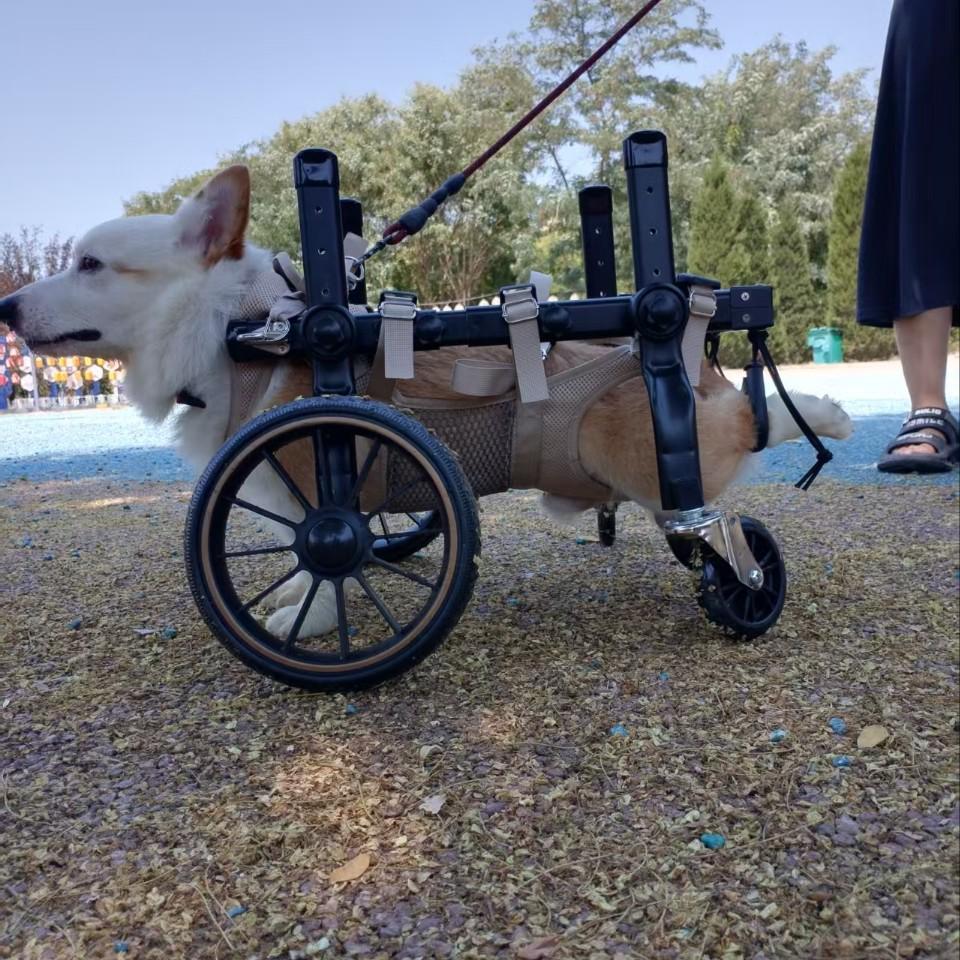 Four-Leg Support Dog Wheelchair for Rehabilitation and Mobility - Medium & Large Dogs