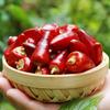 Aishuwee Getrocknete Chilischoten & Chilipulver
