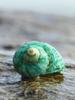Green Newt Handmade Natural Seashell: DIY Hermit Crab Shell for Aquariums & Fish Tank Decorations