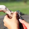 Dog Nail Clippers, Pet Nail Clippers, Dog Toes Cutter Grooming Tools With Nail File