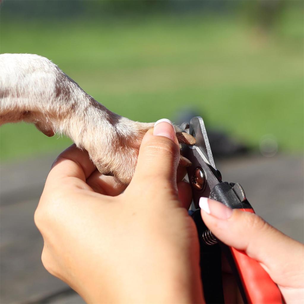 Dog Nail Clippers, Pet Nail Clippers, Dog Toes Cutter Grooming Tools With Nail File