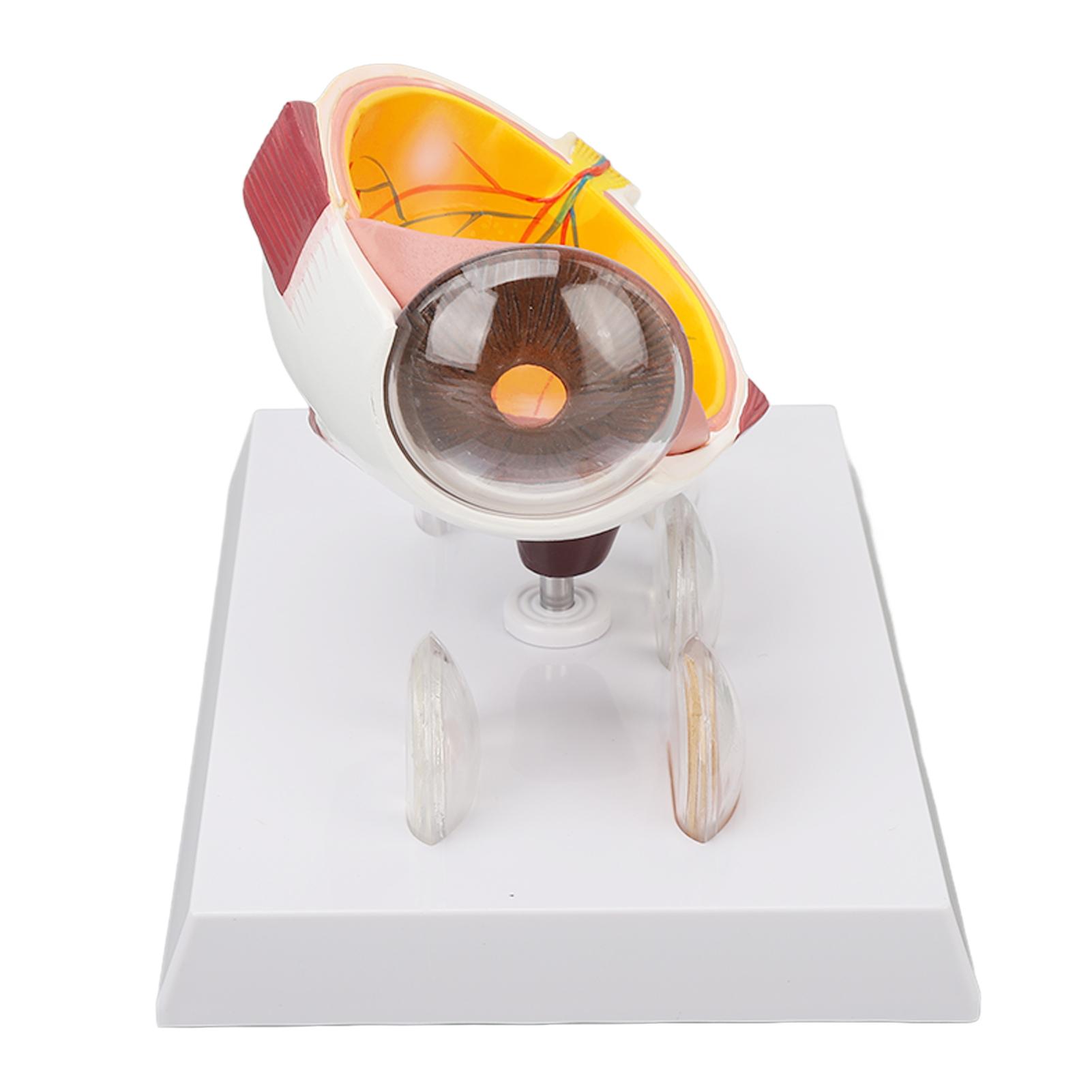 

Enlarged Human Eye Anatomical Model Accurate Shows Optic Nerves Cornea Iris Lens Medical Eyeball Model