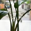 1PCS Large Hanging Plant Stand, Iron Hooks, Suitable For Flowerpot Decoration, Indoor And Outdoor Use Plant Accessories