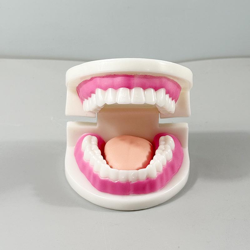 Прозора Знімна Повна Модель Щелепи з М'якими Яснами та Зубами для Підготовки до Імплантації