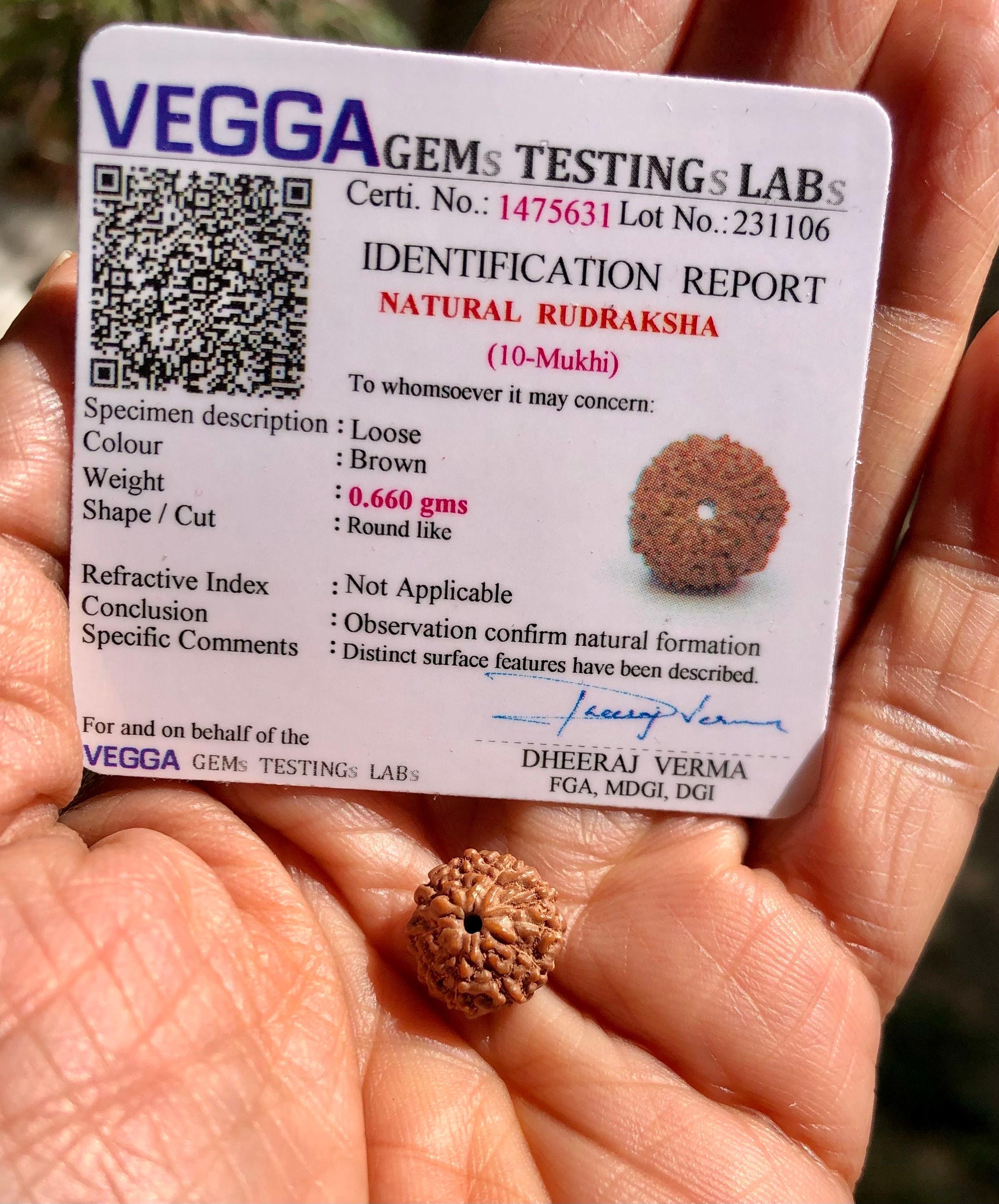 LAB CERTIFIED 10 Mukhi RUDRAKSHA Rudraksh 10 Ten Face Rudraksham 1 Piece Yoga Prayer Healing Meditation, Small Size Free Ship One Size