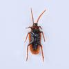 10pcs Simulation Artificial Tricky Joke Toys Halloween April Fool's Day Shock Scary Insects