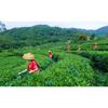 Puerh Tea Black Cake Yunnan Old Tree 357g Fermented Healthy Loose Leaf