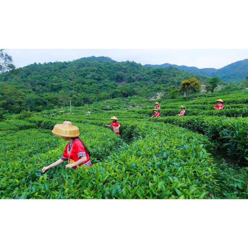 Puerh Tea Black Cake Yunnan Old Tree 357g Fermented Healthy Loose Leaf