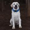 Adjustable Dog Collar with Quick Release Buckle Nylon Training Dog Collar for Medium and Large Dogs Adjustable Size