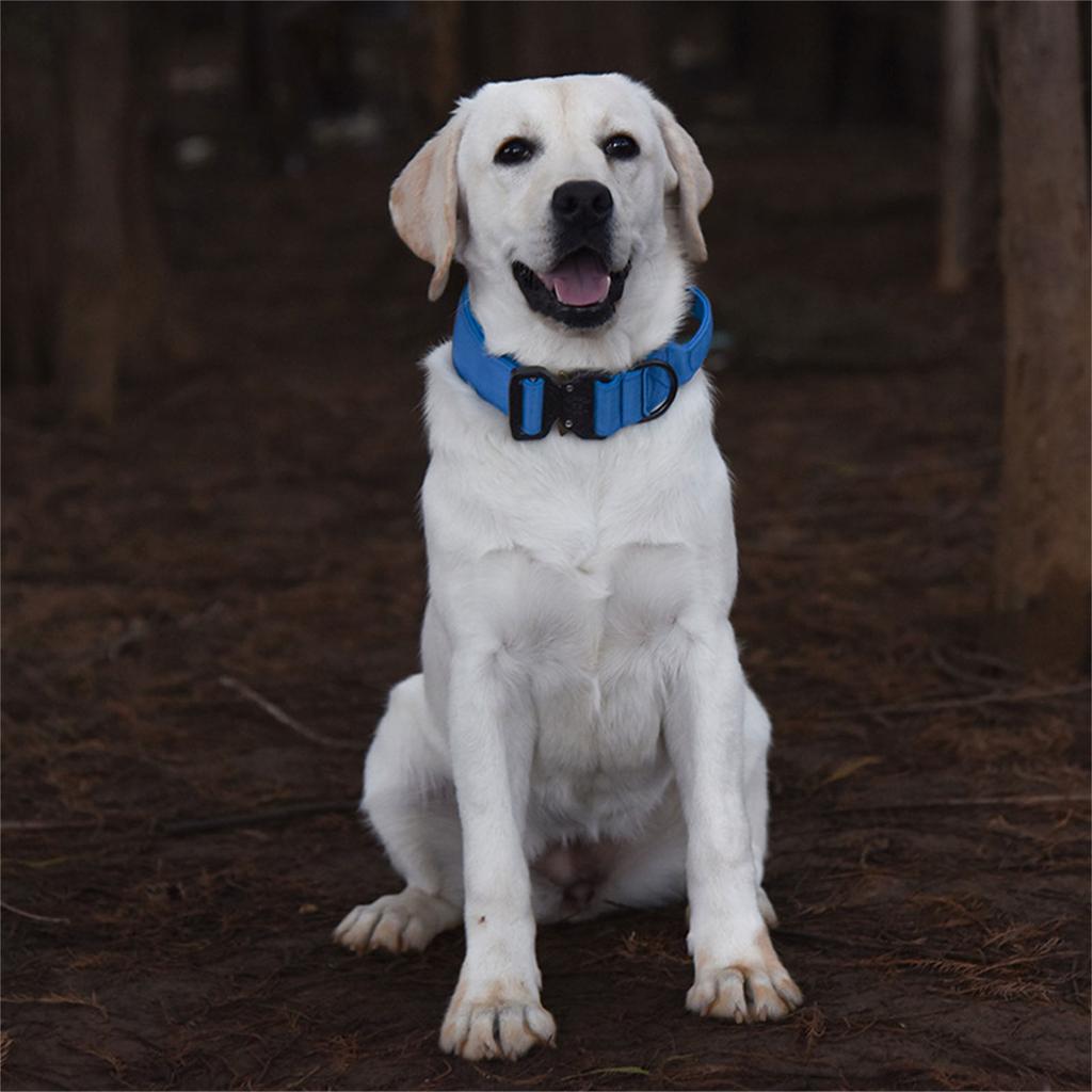 Adjustable Dog Collar with Quick Release Buckle Nylon Training Dog Collar for Medium and Large Dogs Adjustable Size