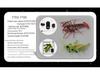 Bionic Remote-Controlled Animal Toy: Cockroach, Centipede, Frog, Crab, Prank Spider, Boa Constrictor, Mouse.