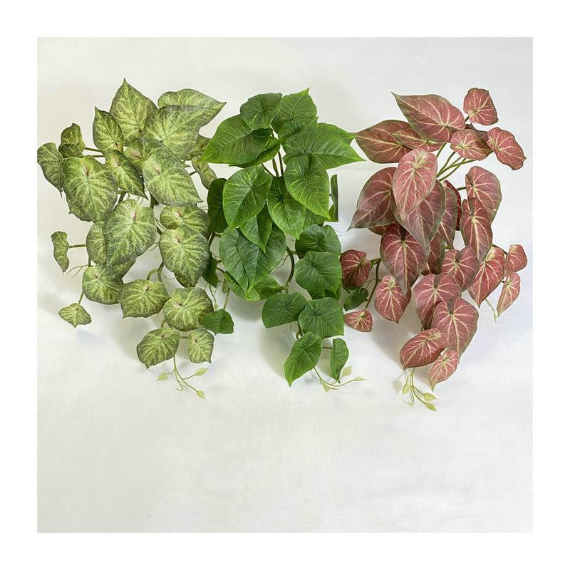 Epipremnum Aureum Wall Mounted Hanging Basket For Home Decoration Styling Event