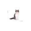 Simulation Static Pet Animal Solid Static Home Felinae Ornament British Shorthair Cat Model Pet Cat Action Figure Decoration