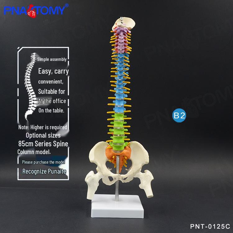 45cm Multicolored Human Spine and Pelvic Skeleton Model for Orthopedic Massage and Osteopathy. 45cm