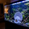 3D Printed Fish Hiding House Seashell Shaped Fish Tank Hideaway  Aquarium Landscaping